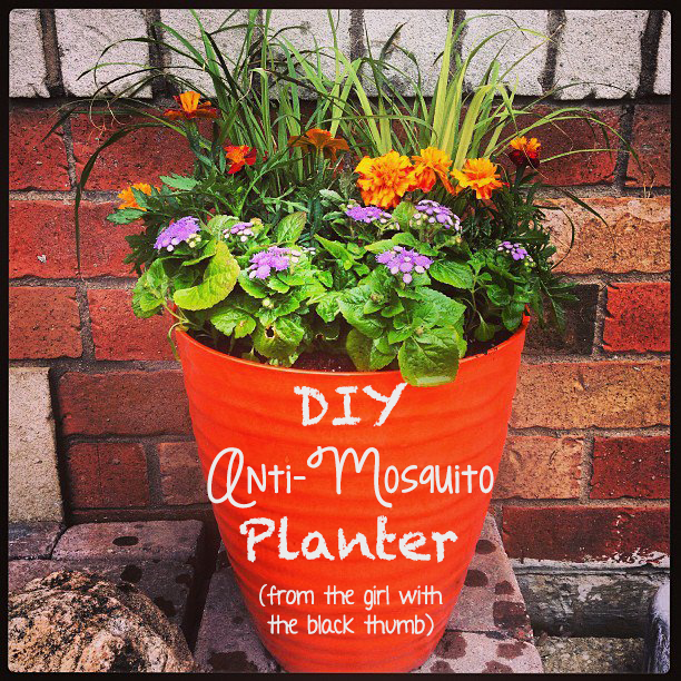 diy anti mosquito planter the inspired home diy anti mosquito planter the inspired home