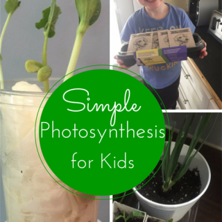 Photosynthesis for Kids 
