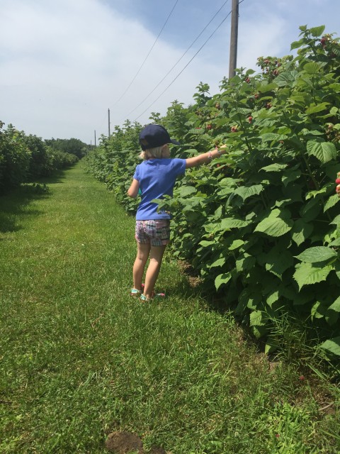 raspberry picking