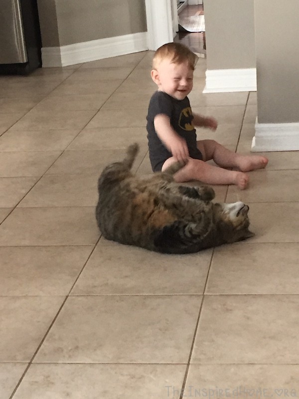 Toad loves to rub up against Little J and roll around, begging for belly rubs.