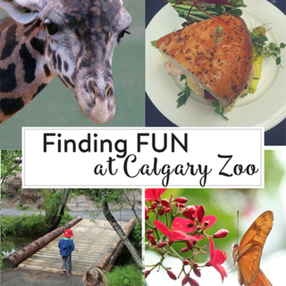 Finding Fun at the Calgary Zoo