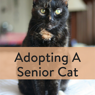 Adopting A Senior Cat
