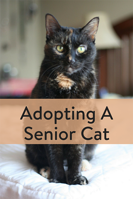TheInspiredHome.org // Adopting A Senior Cat