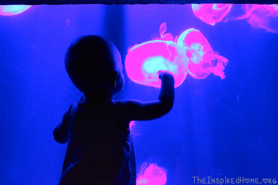 O Atlantis Jellyfish