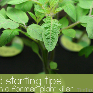 TheInspiredHome.org // 6 Seed Starting Tips From a Former Plant Killer