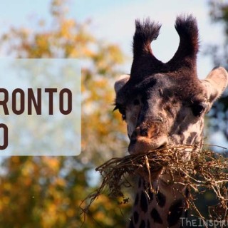 TheInspiredHome.org // Visit Toronto Zoo. Our visit to the Kids Zoo & to see the new pandas!