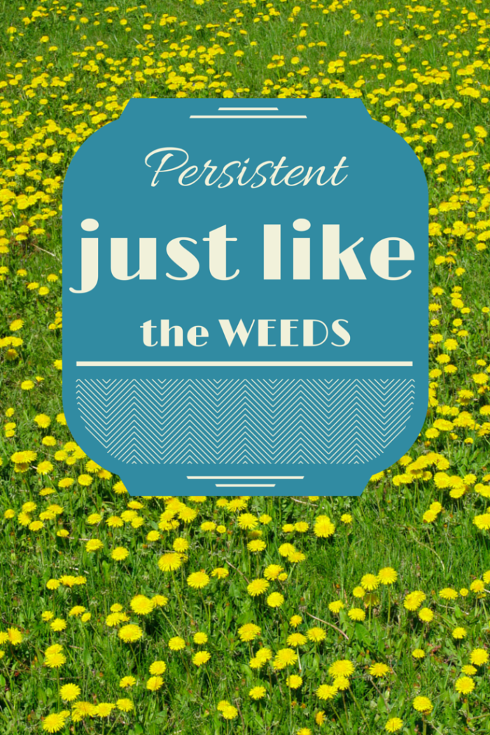 Persistent Just Like Weeds