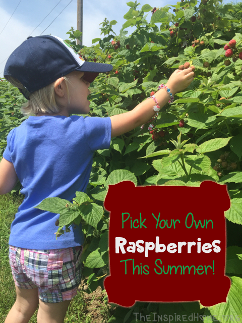 TheInspiredHome.org // Get outside this summer and pick your own raspberries! Or maybe you prefer cherries or peaches or apples. Whatever you like, we'll tell you when to pick 'em!