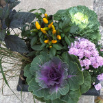 DIY Fall Planter Plants