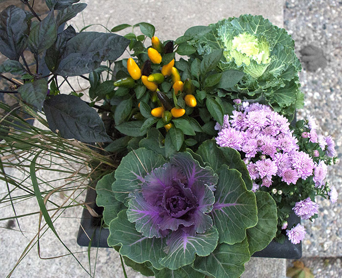 DIY Fall Planter Plants