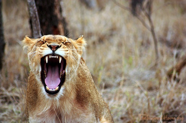 lioness