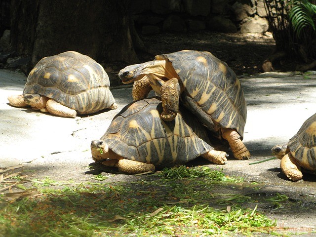 turtles