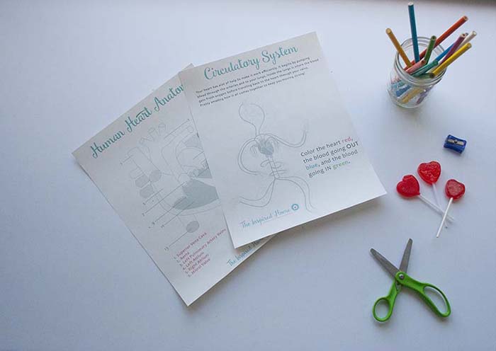 TheInspiredHome.org // What Does the Heart Do and Free Heart Coloring Sheet. Answering the questions about what does the heart do, plus two free heart coloring sheets. Anatomically correct human heart coloring sheet & circulatory system.