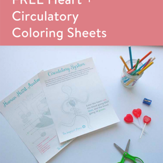 TheInspiredHome.org // What Does the Heart Do and Free Heart Coloring Sheet