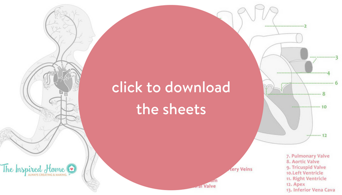 TheInspiredHome.org // What Does the Heart Do and Free Heart Coloring Sheet. Answering the questions about what does the heart do, plus two free heart coloring sheets. Anatomically correct human heart coloring sheet & circulatory system.