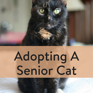 TheInspiredHome.org // Adopting A Senior Cat